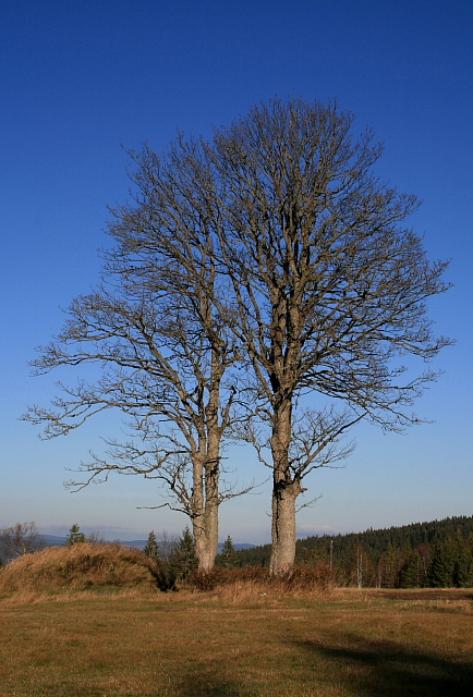 Zhůří  (Haidl)
