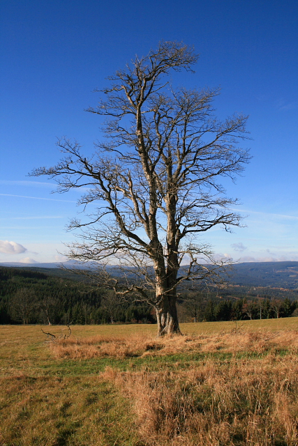 Zhůří  (Haidl)
