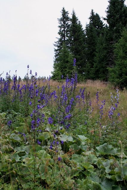 Oměj šalamounek (Aconitum plicatum)
