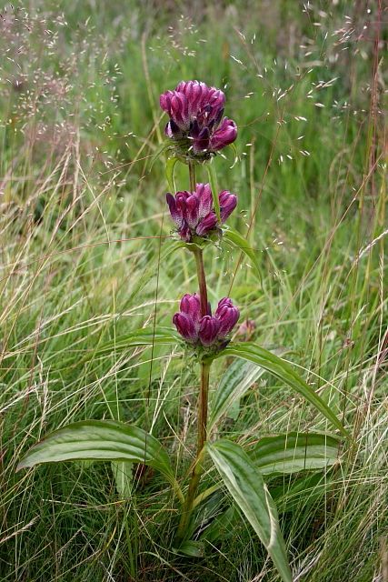 Hořec panonský (Gentiana pannonica)
