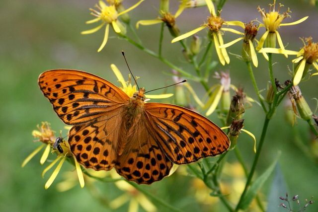 Perleťovec stříbropásek (Argynnis paphia)
