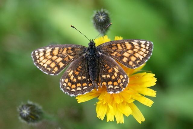 Hnědásek jitrocelový (Melitaea athalia)
