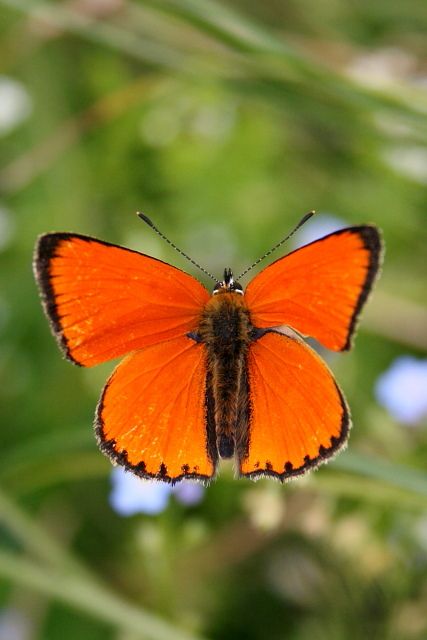 Ohniváček celíkový (Lycaena virgaureae)
