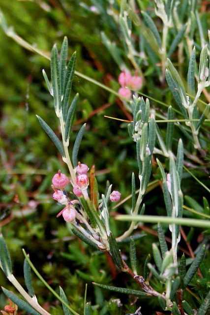 Kyhanka sivolistá (Andromeda polifolia)
