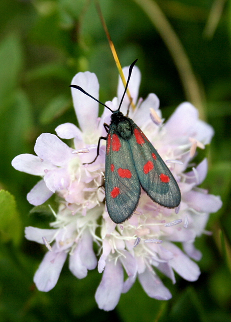 Vřetenuška obecná (Zygaena filipendulae)
