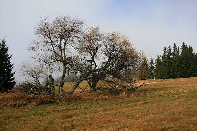 Zhůří  (Haidl)
