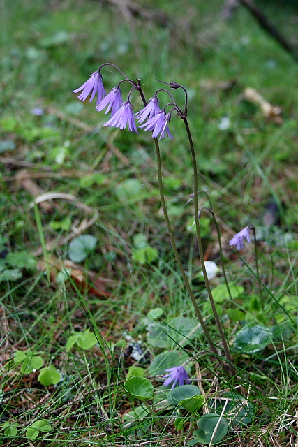 Dřípatka horská (Soldanella montana)
