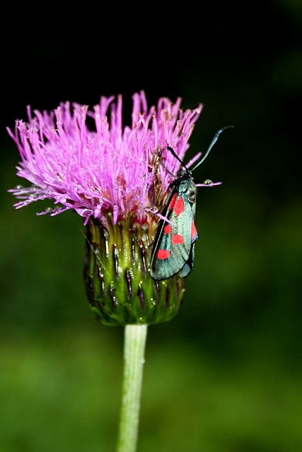 Pcháč různolistý (Cirsium heterophyllum) a vřetenuška obecná (Zygaena filipendulae)
