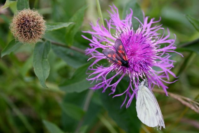 Chrpa parukářka (Centaurea pseudophrygia) ... vřetenuška a bělásek...
