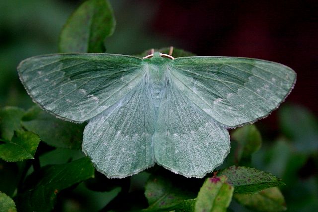 Zelenopláštník březový - (Geometra papilionaria)
