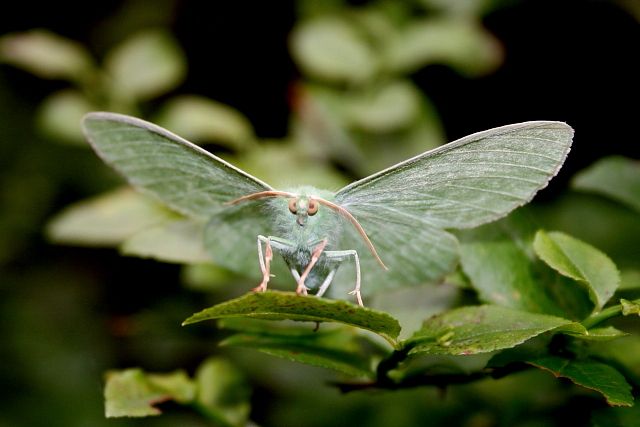 Zelenopláštník březový - (Geometra papilionaria)
