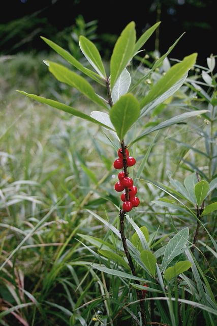 Lýkovec jedovatý (Daphne mezereum)
