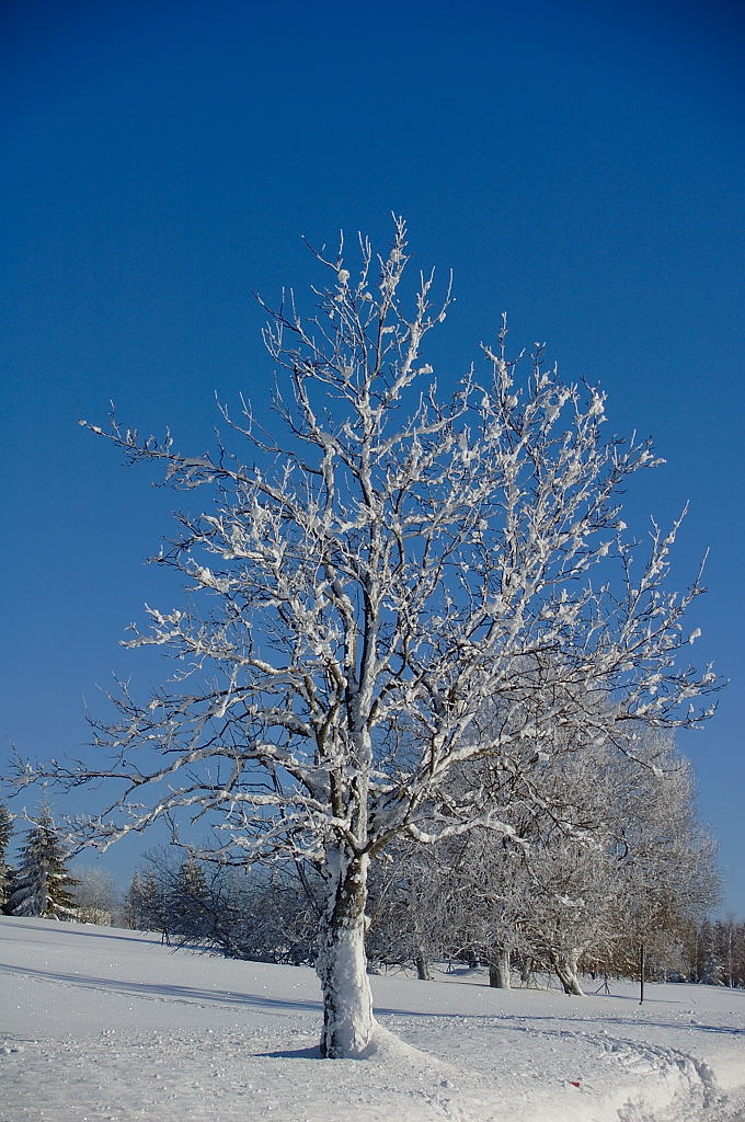 Osamělý strom u cesty na Kozích hřbetech
©2005 Michal Malina, ŠumavaNet.CZ
