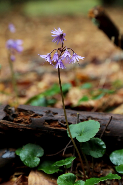 Dřípatka horská (Soldanella montana)
