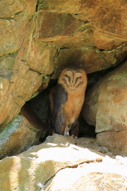 Sova pálená (Tyto alba)
