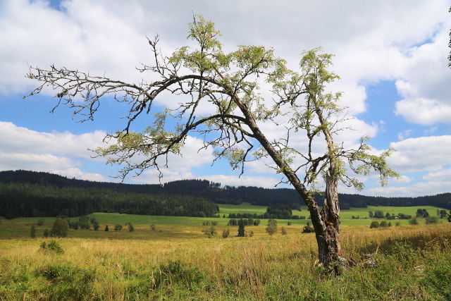 Březová Lada (Birkenhaid - Bettlhäuser)
