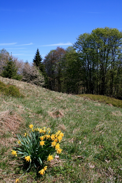 Zelená Hora (Grünberg)
