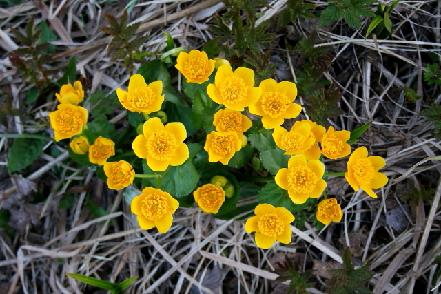 Blatouch bahenní (Caltha palustris)
