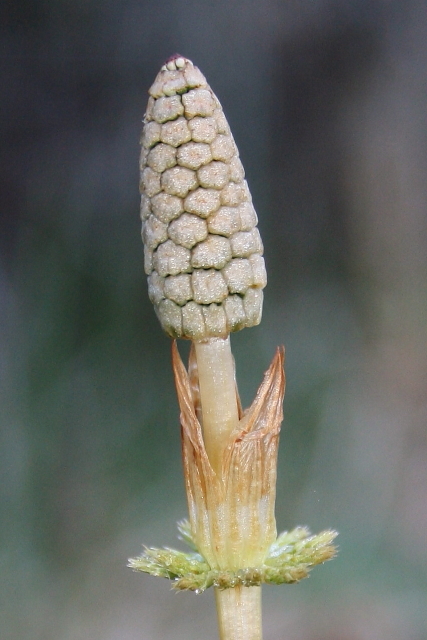 Přeslička bahenní (Equisetum palustre L.)
