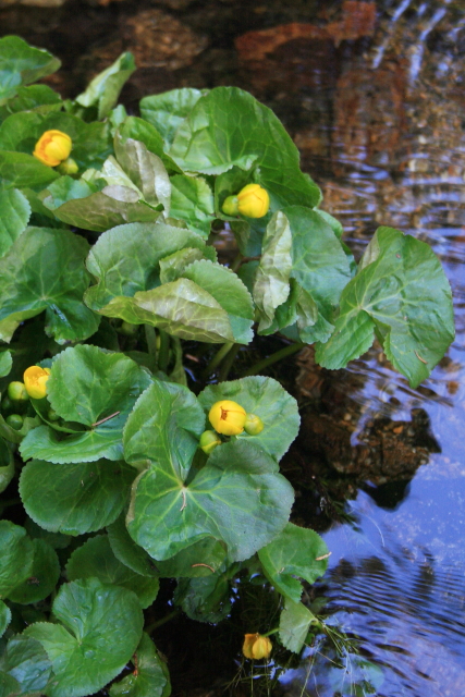 Blatouch bahenní (Caltha palustris)
