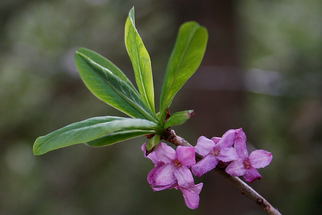 Lýkovec jedovatý (Daphne mezereum)
