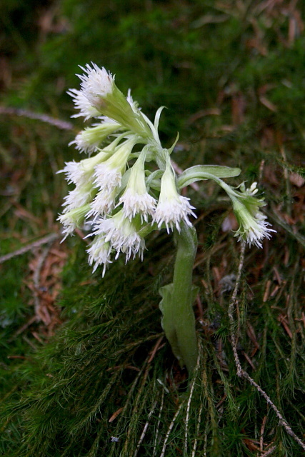 Devětsil bílý (Petasites albus)

