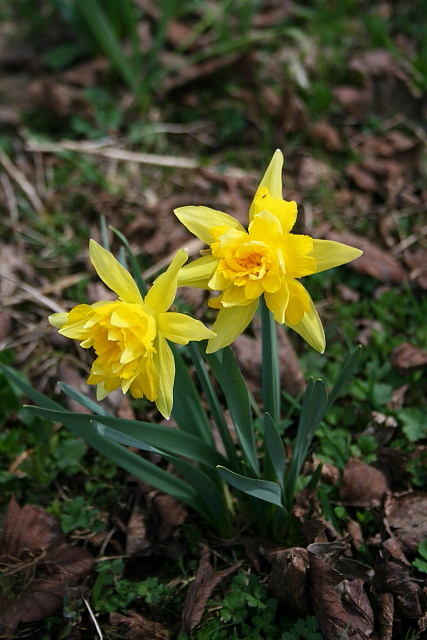 Narcis (Narcissus L.)

