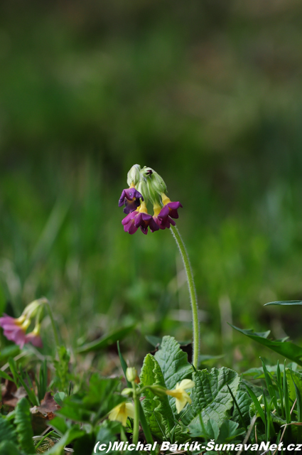 DSC_0216~3.jpg