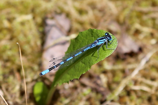 Šidélko kroužkované (Enallagma cyathigerum)
